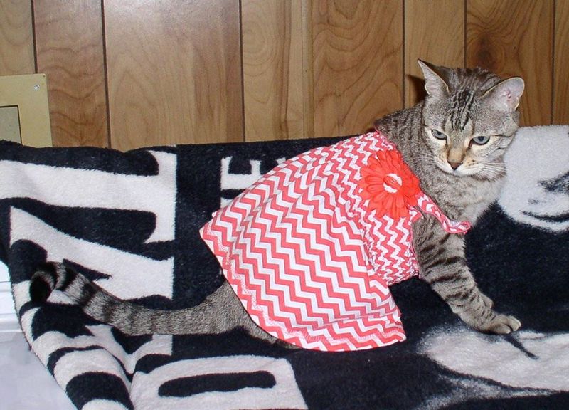 Catman2 Shelter – Sylva, NC