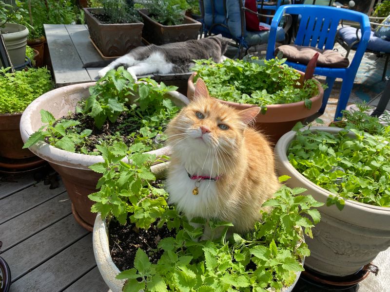 Catnip Garden Growing Project