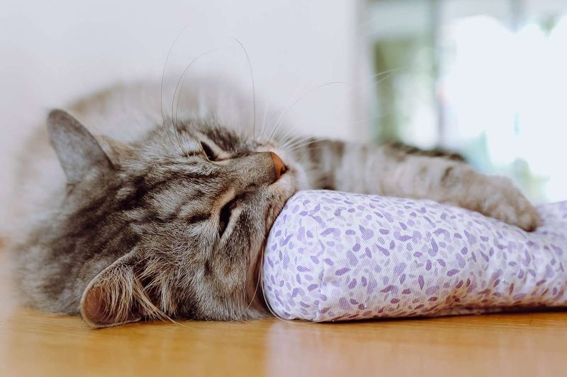 Catnip Toys