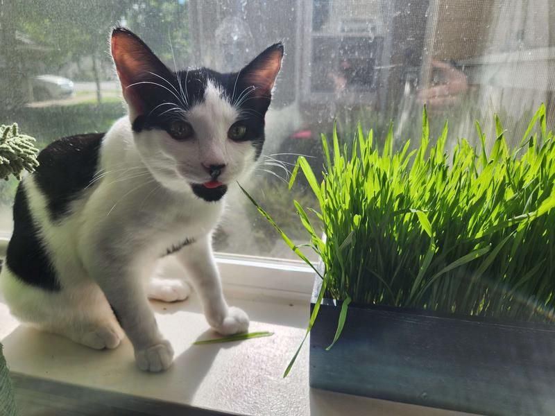 Catnip and Cat Grass Variety