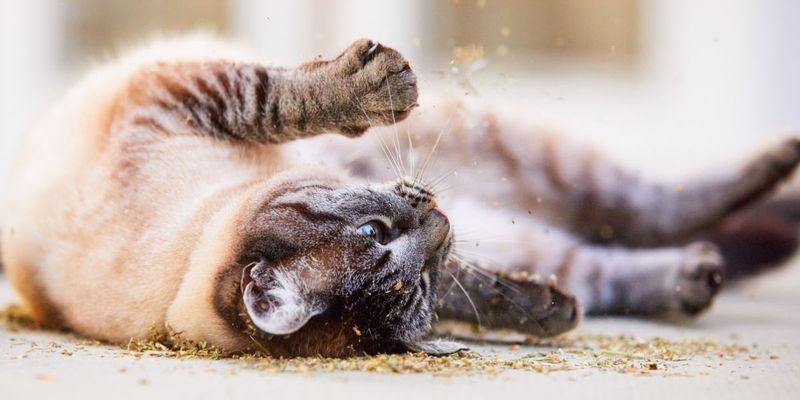 Catnip or Silver Vine Time
