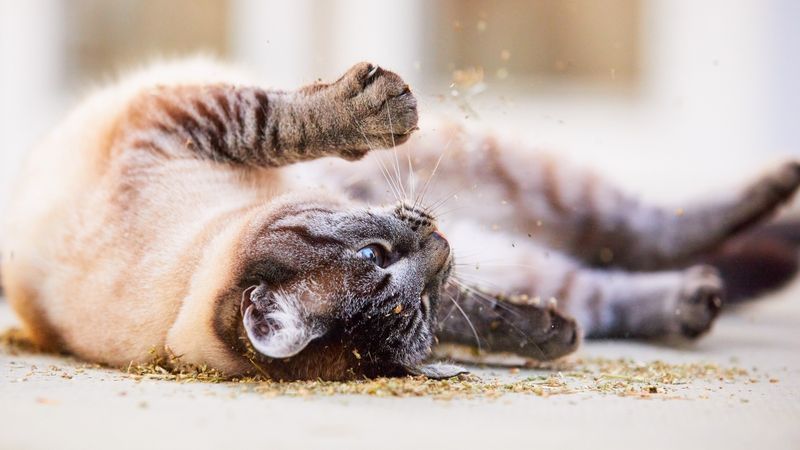 Catnip or Silver Vine Treats