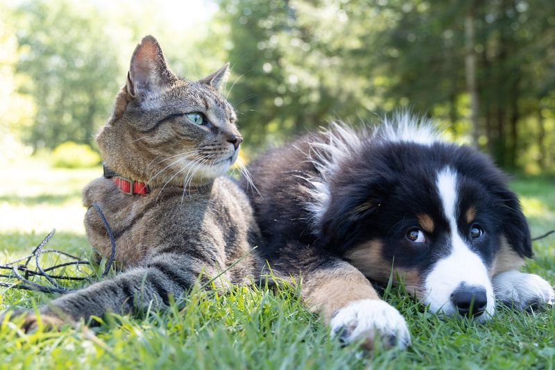 Cats Always Hate Dogs