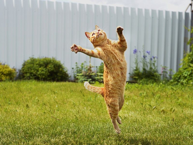 Cats Always Land on Their Feet