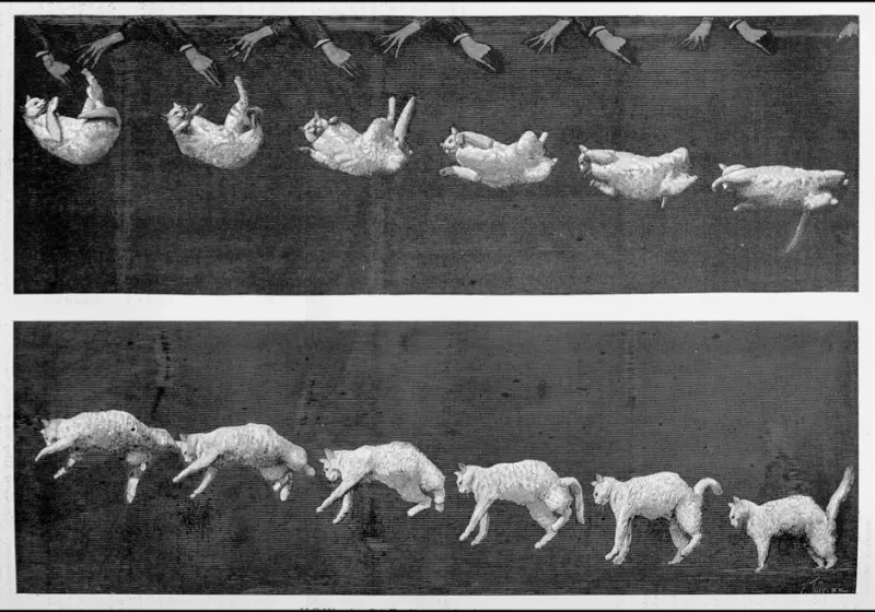 Cats Always Land on Their Feet