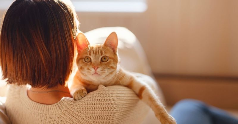 Cats Are Aloof and Unaffectionate