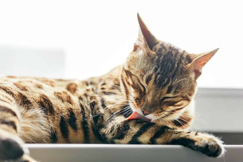 Cats Are Clean Animals