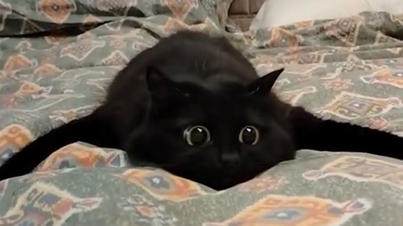 Cats Are Entertaining