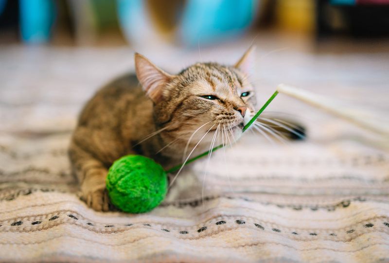 Cats Are Good for the Environment