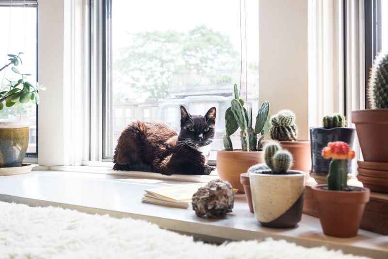 Cats Are Great for Small Spaces