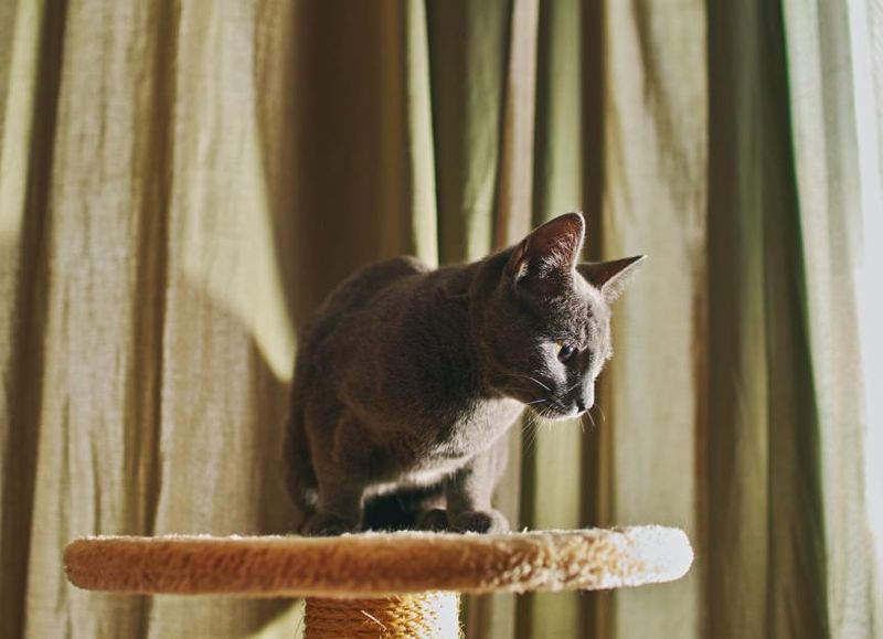 Cats Are Independent