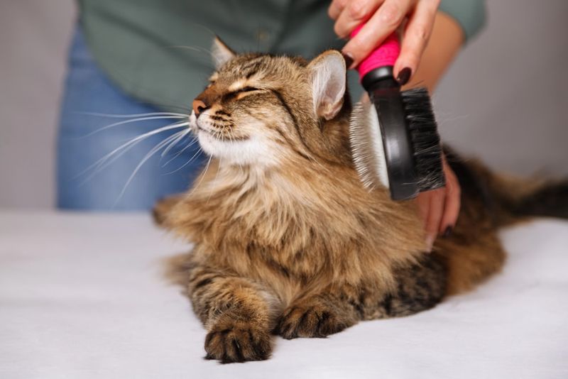 Cats Are Low-Maintenance Pets