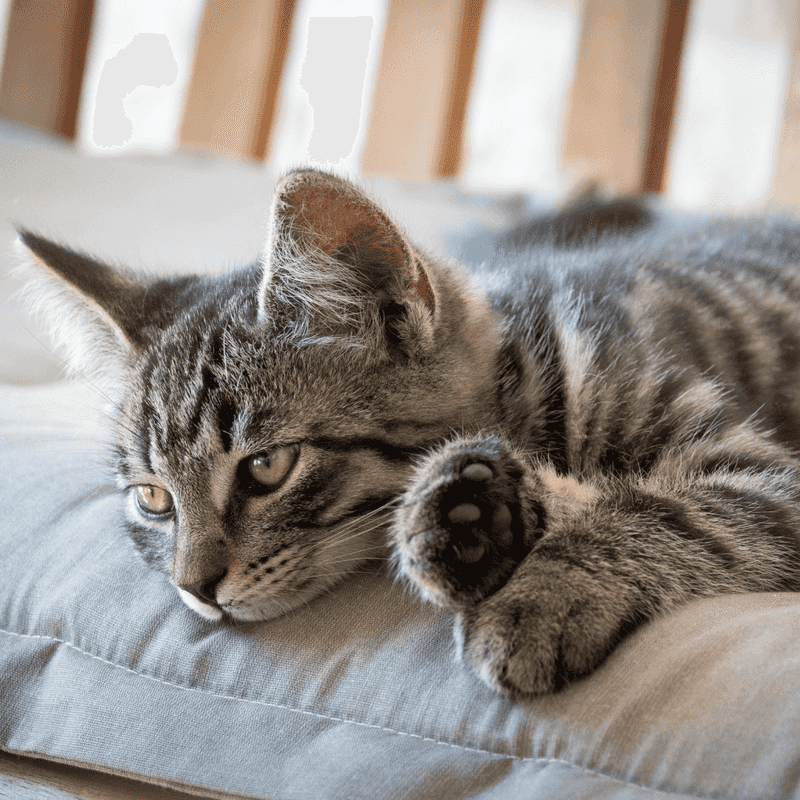 Cats Are Low Maintenance