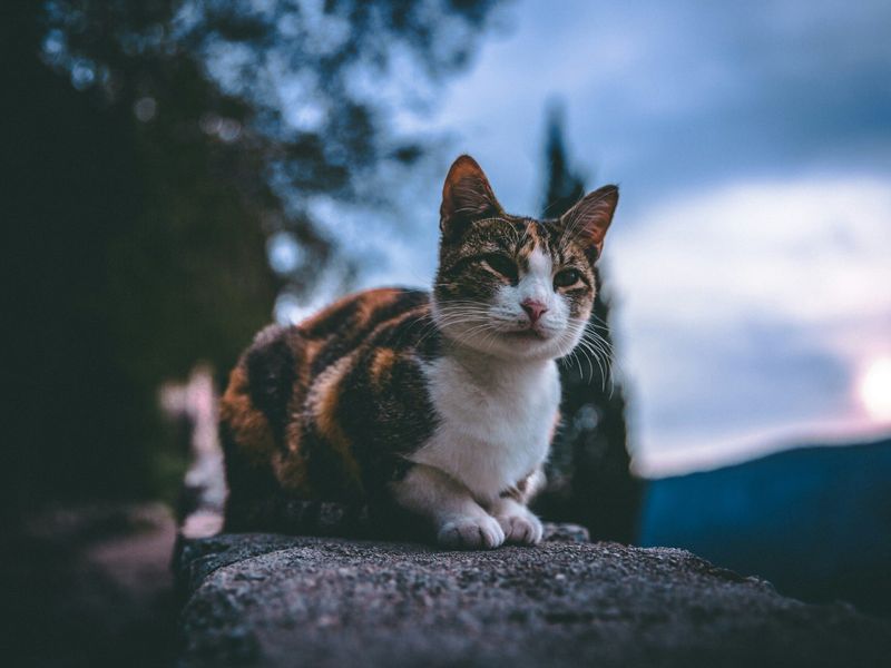 Cats Are Nocturnal