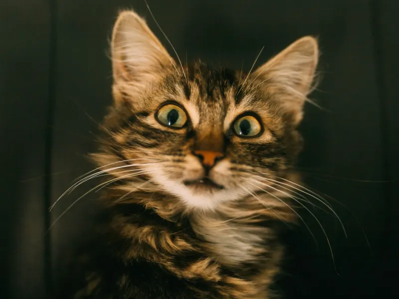 Cats Are Nocturnal