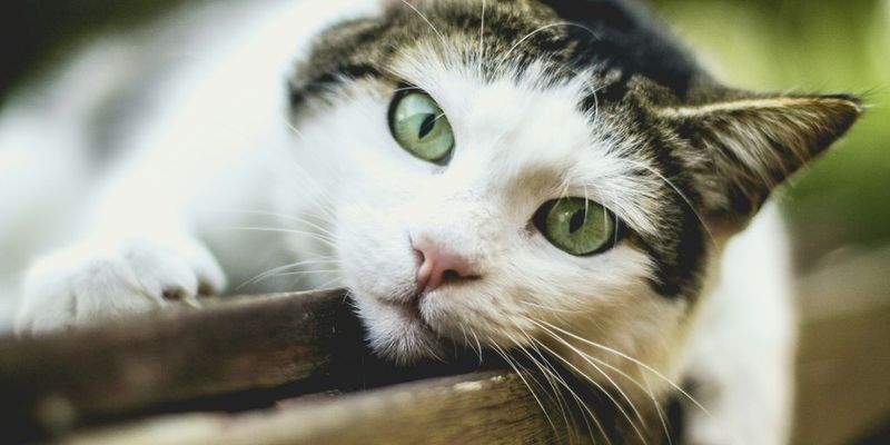 Cats Are Quiet Companions