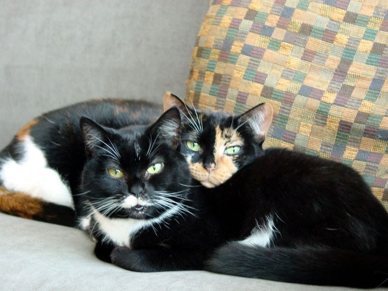 Cats Can't Get Along With Other Cats