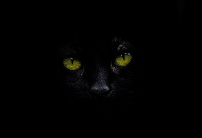 Cats Can See in Complete Darkness