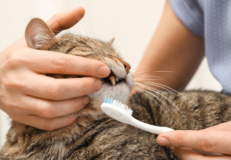 Cats Don't Need Dental Care