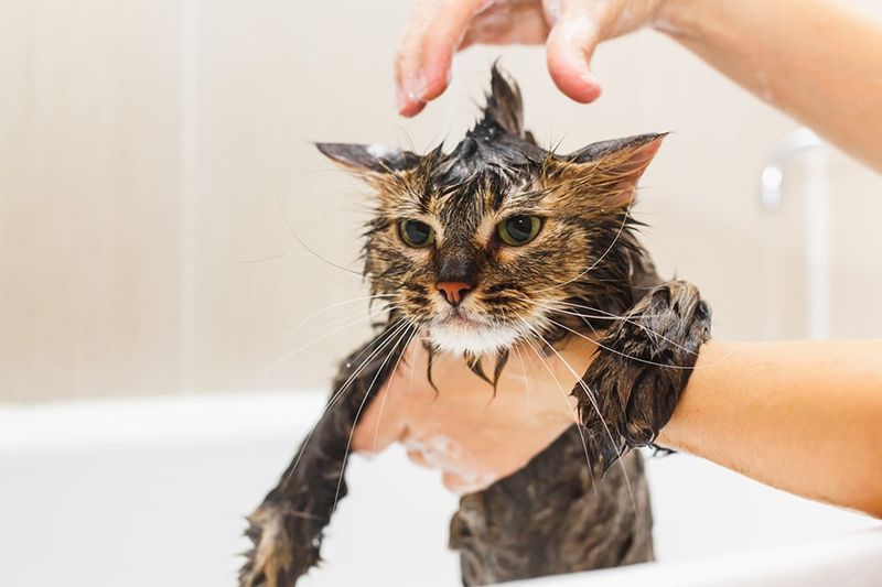 Cats Don't Need Baths
