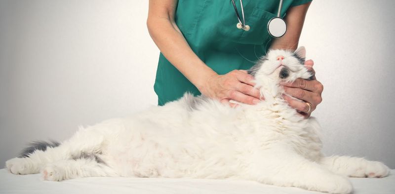 Cats Don't Need Veterinary Care