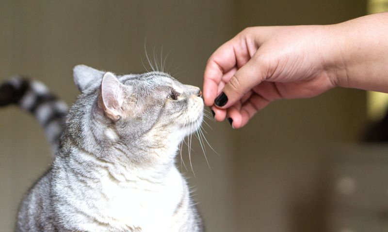 Cats’ Emotional Bond with Humans