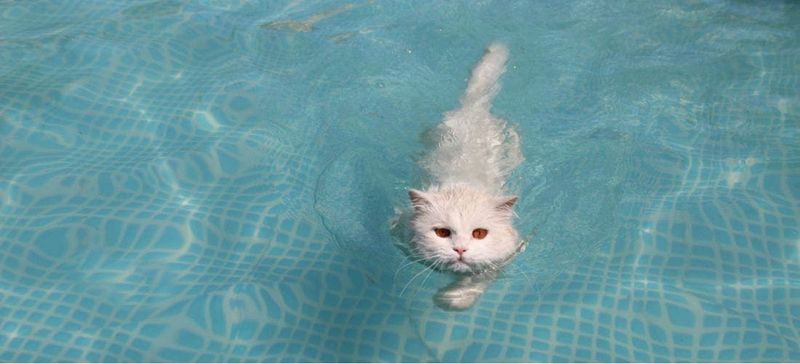 Cats Hate Water