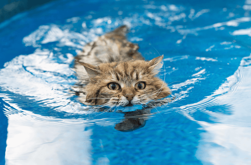 Cats Hate Water