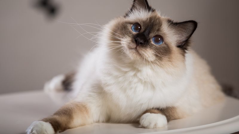 Cats Have A Long Lifespan