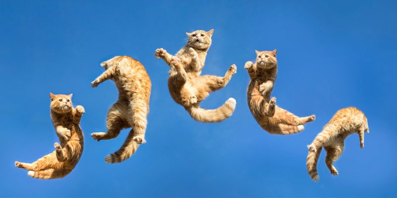 Cats Have Nine Lives