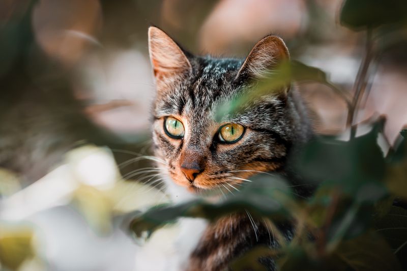 Cats Have Nine Lives