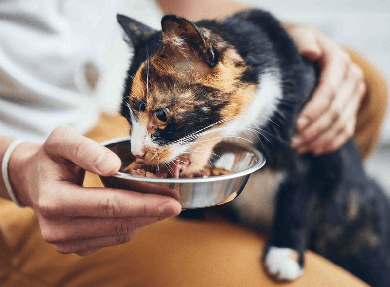 Cats Have Unique Nutritional Life Stages