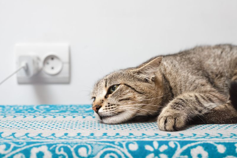 Cats Hide Pain Exceptionally Well