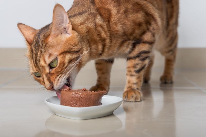 Cats Need Meat - They're Obligate Carnivores