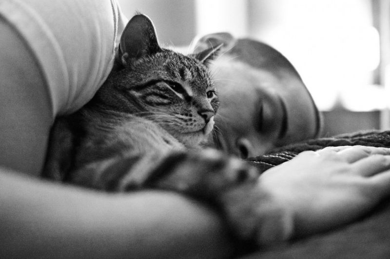 Cats Offer Emotional Support