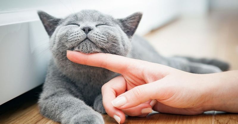 Cats Provide Health Benefits