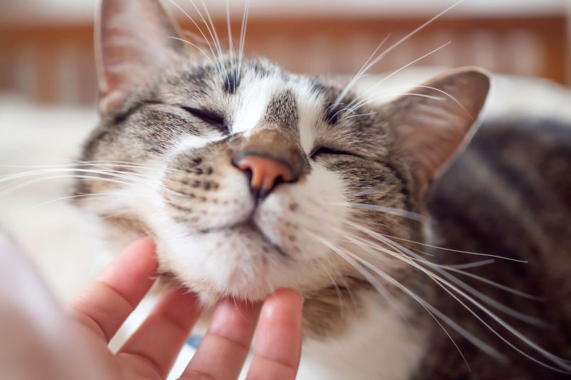 Cats Purr Only When Happy