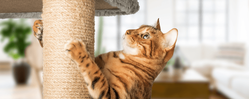 Cats Scratch to Be Defiant