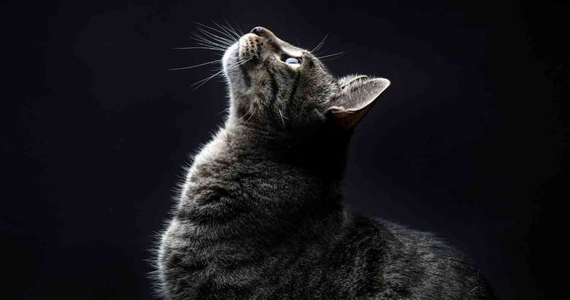 Cats See in Complete Darkness