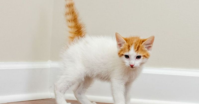 Cats Should Have One Litter Before Spaying