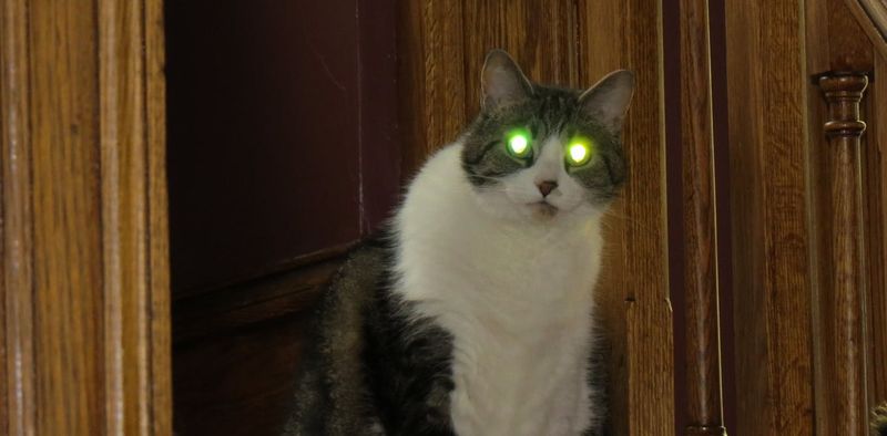 Cats' Night Vision