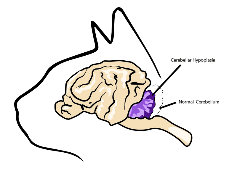 Cerebellum Proportion