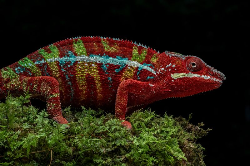 Chameleons
