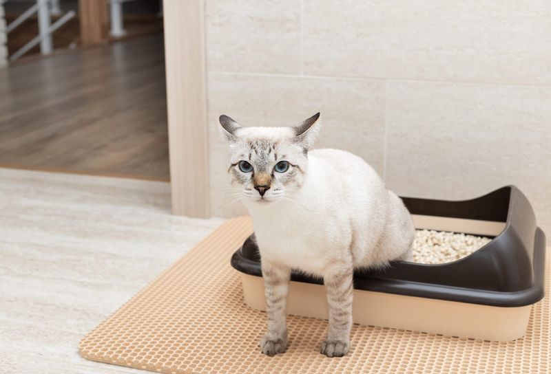 Changes in Litter Box Habits