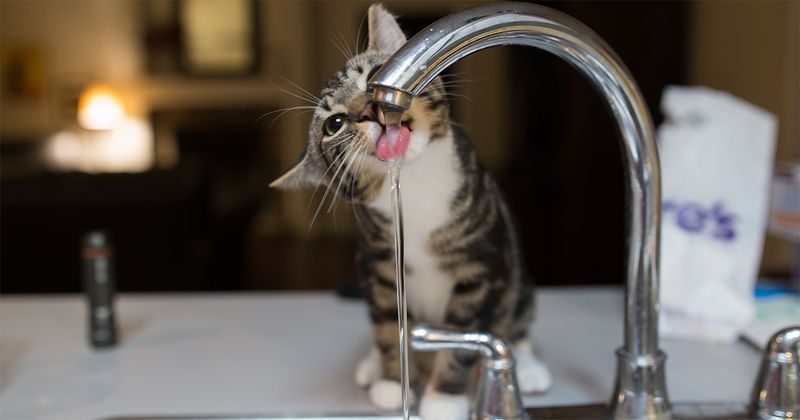 Changes in Water Consumption