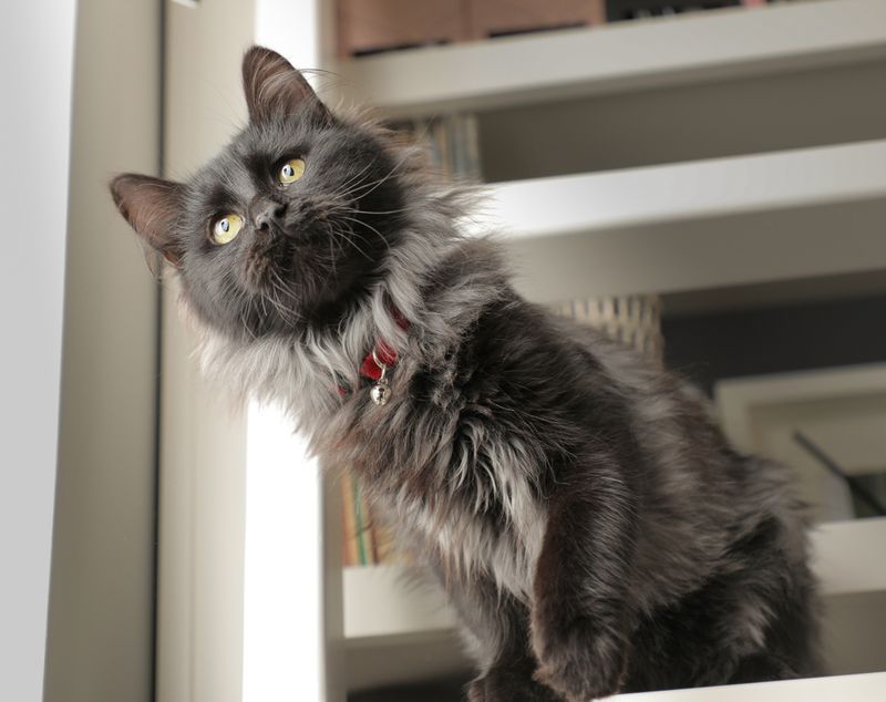 Chantilly-Tiffany
