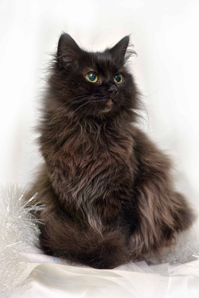 Chantilly-Tiffany