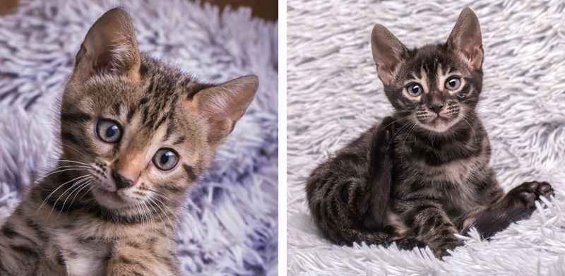 Charcoal Tabby