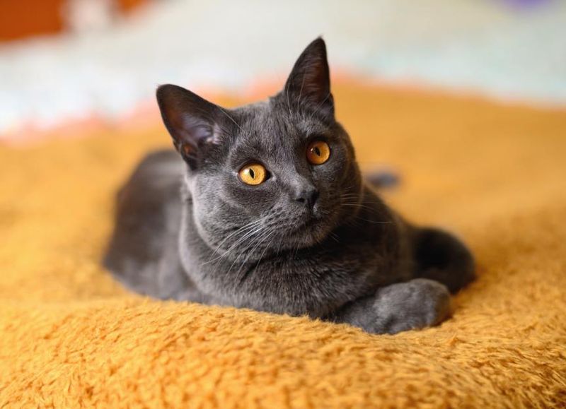 Chartreux