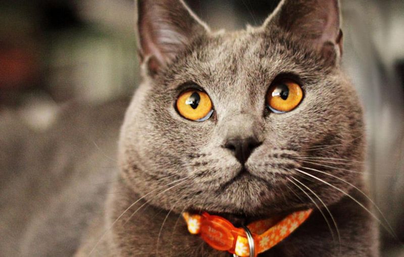 Chartreux
